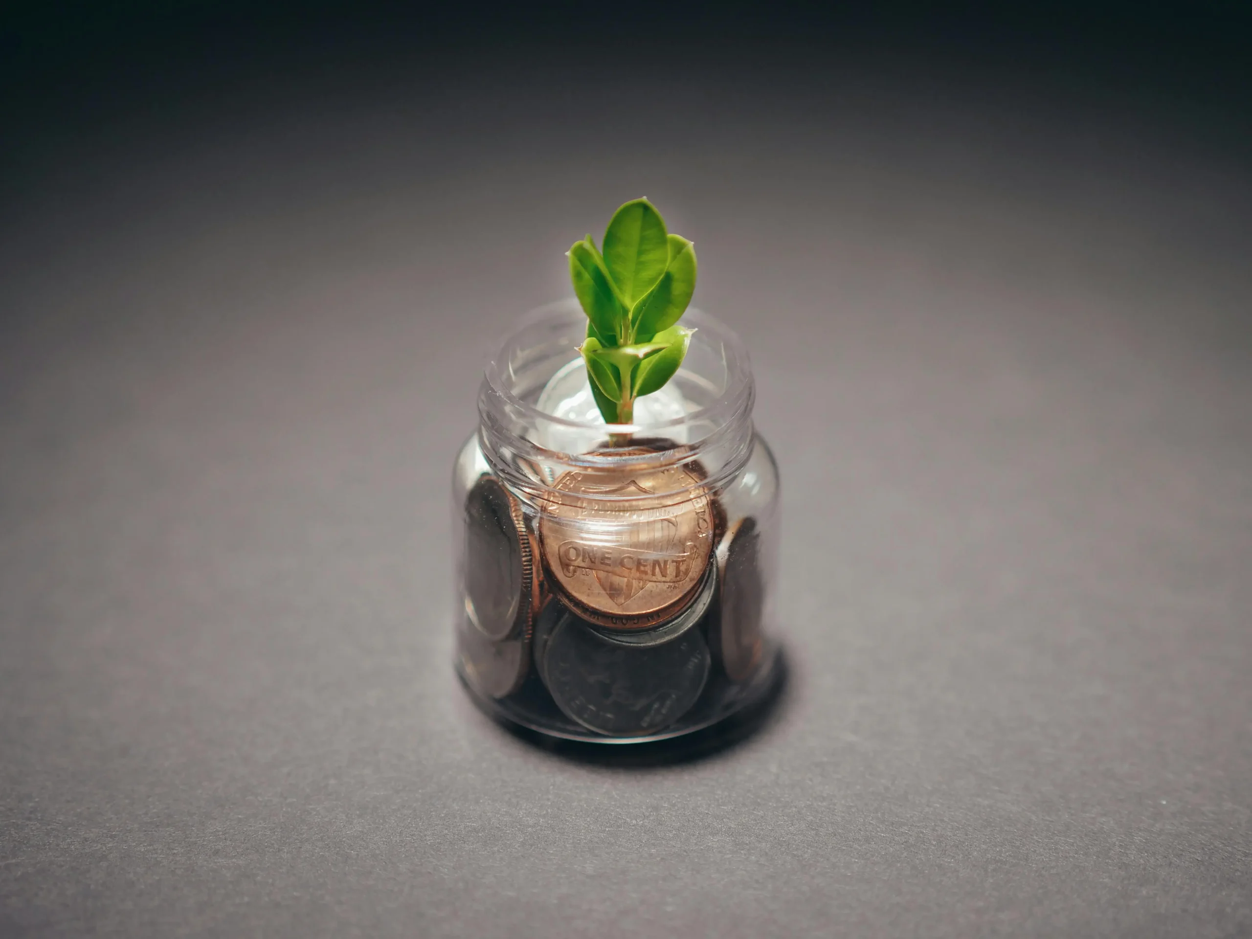 Money plant